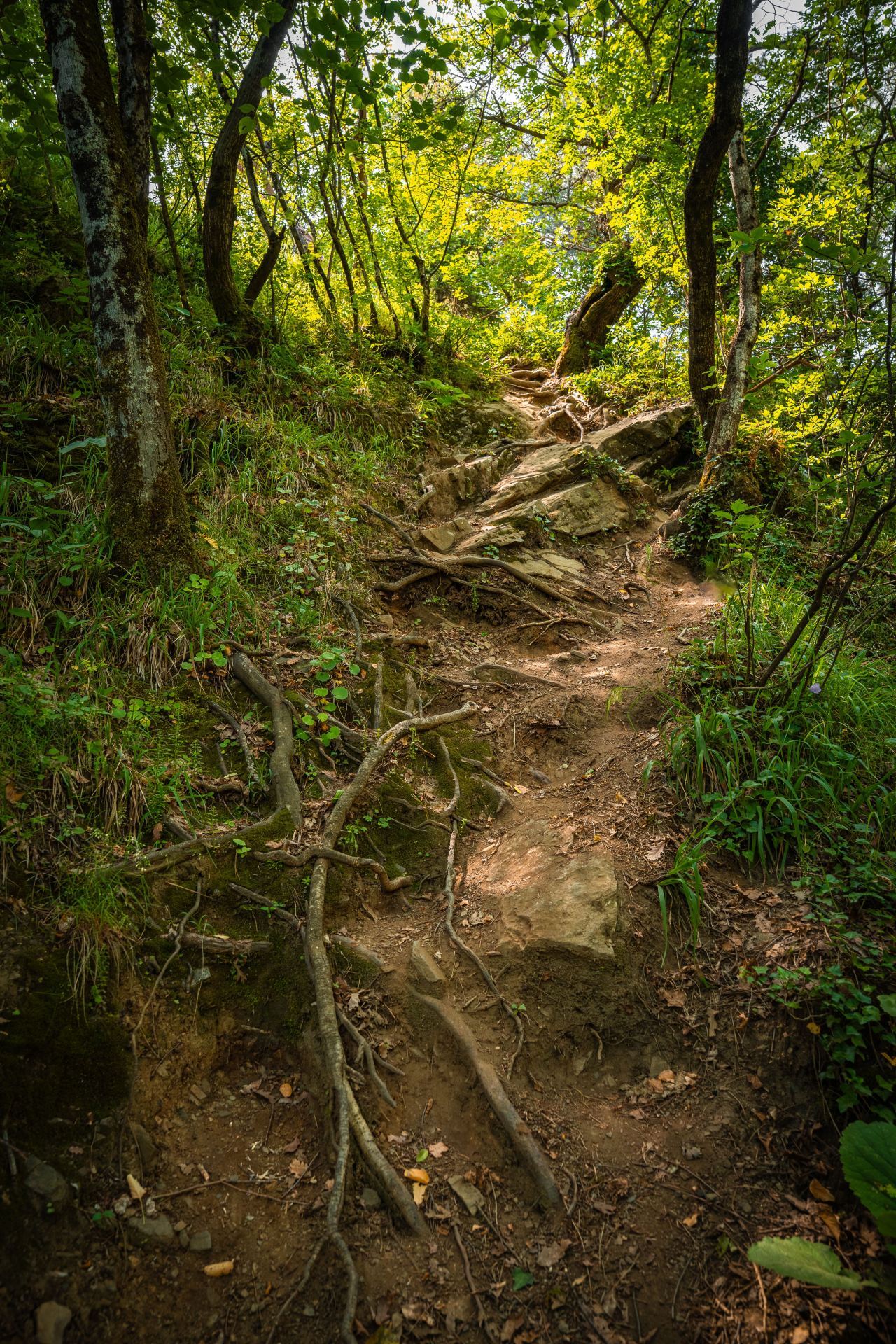 Heritage trails under forest canopy